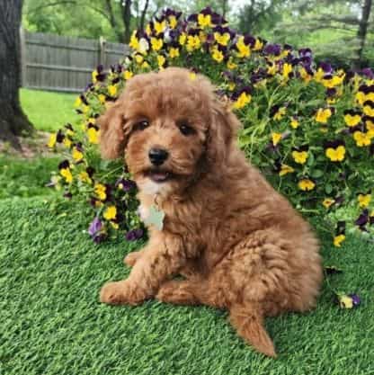 Green Male - Goldendoodle Male