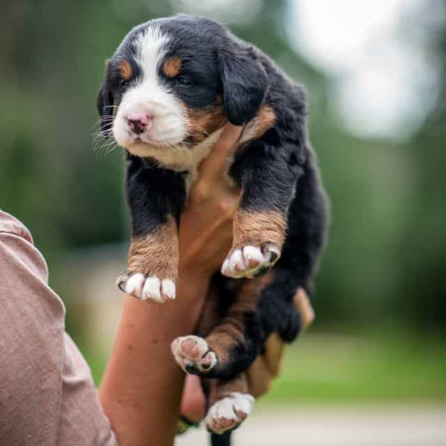 Pink Girl (pend - Bernese Mountain Dog Female