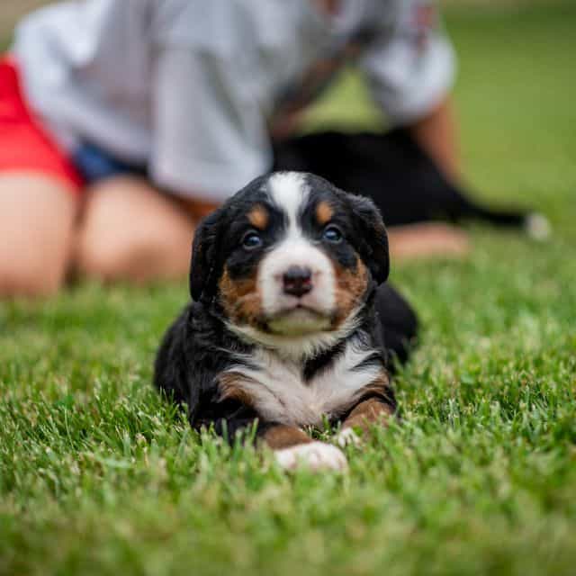 White Girl - Bernese Mountain Dog Female