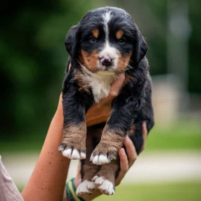 Gray Girl - Bernese Mountain Dog Female