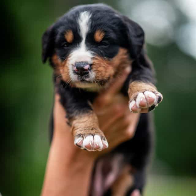 Black Girl - Bernese Mountain Dog Female