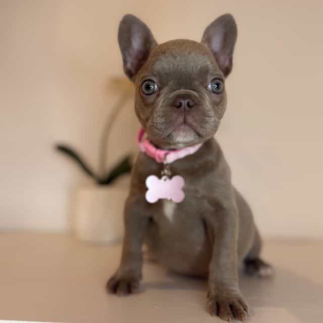  Chanel - French Bulldog Female