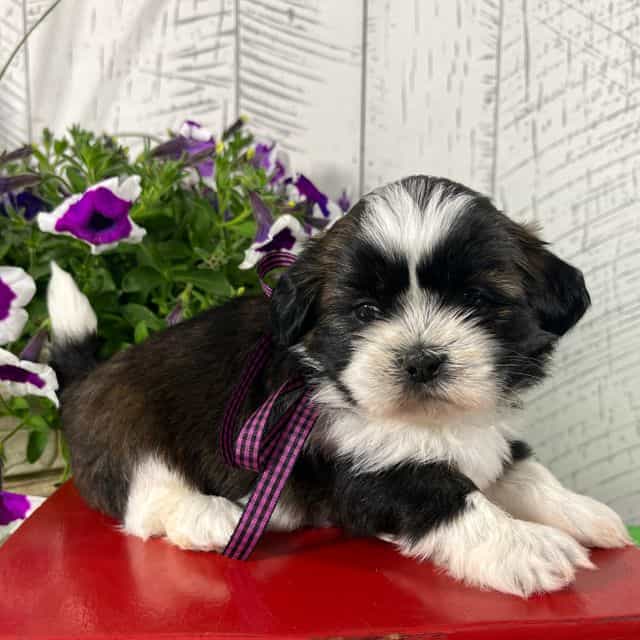 Shadow - Shih Tzu Female