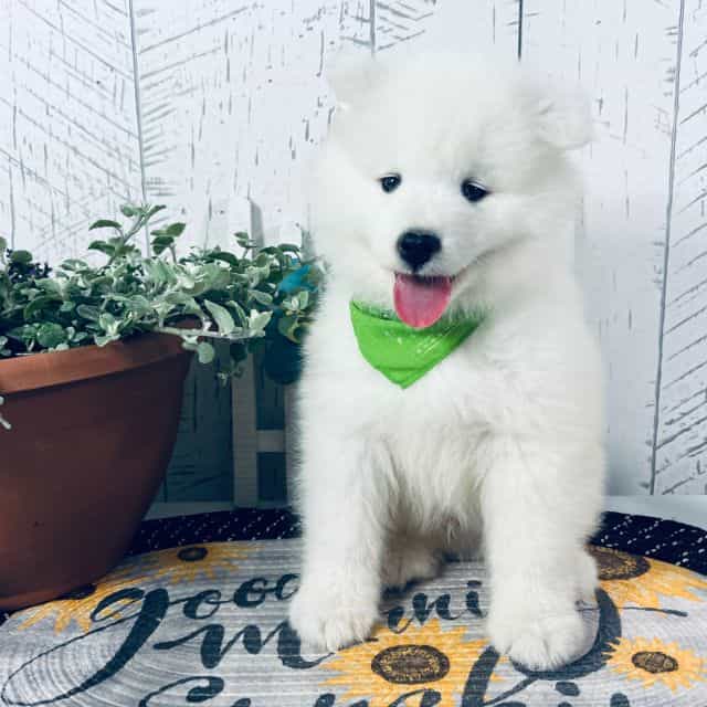 Barney - Samoyed Male