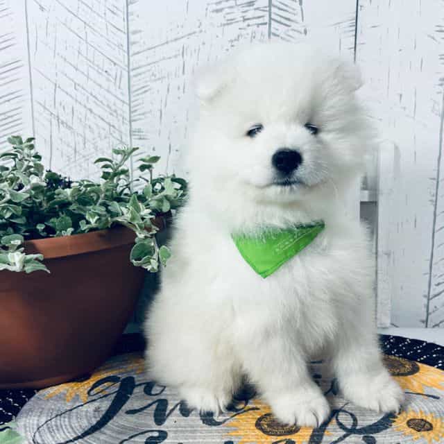 Dozer - Samoyed Male