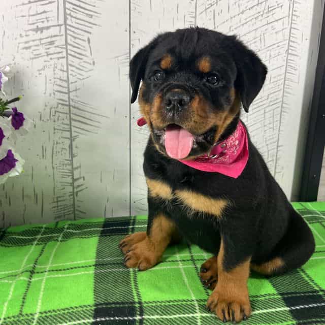 Layla - Rottweiler Female