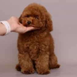 Mark - Toy Poodle Male