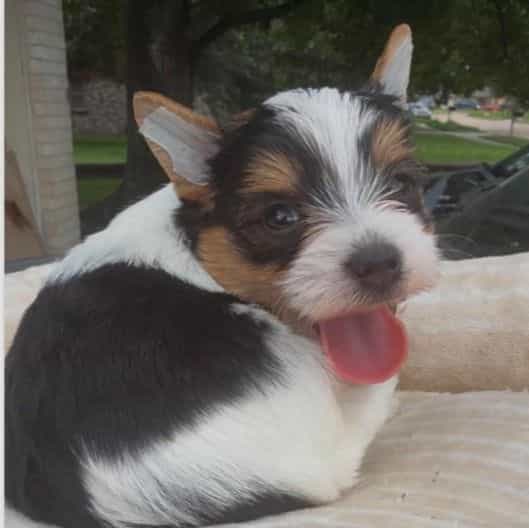 Sushi - Yorkshire Terrier Male
