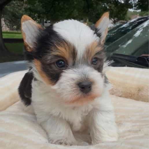 Biscuit - Yorkshire Terrier Male