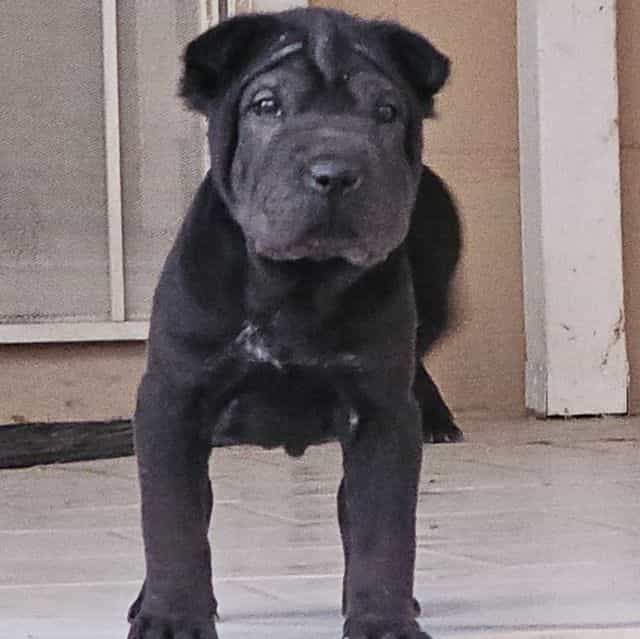 Screws - Chinese Shar-Pei Male