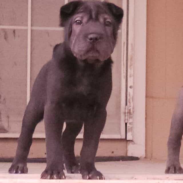 Nails - Chinese Shar-Pei Male