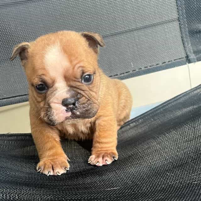 Brownie  - American Bully Female