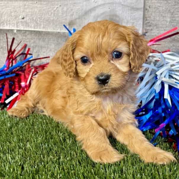 Dover - Cavapoo Male