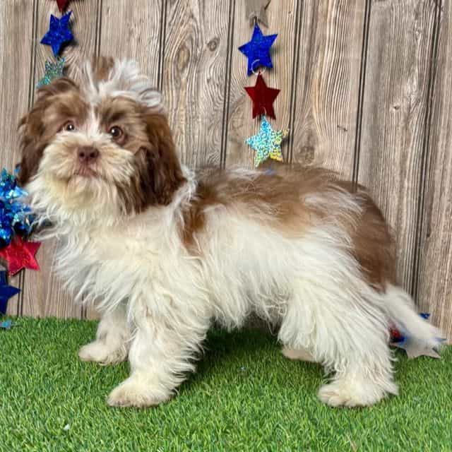 Sylvan - Shih-Poo Male