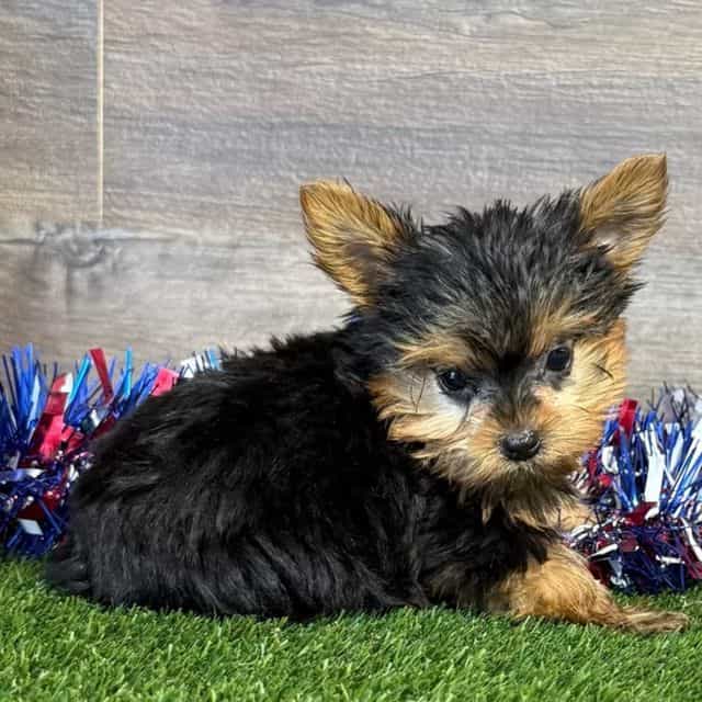 Ray - Yorkshire Terrier Male