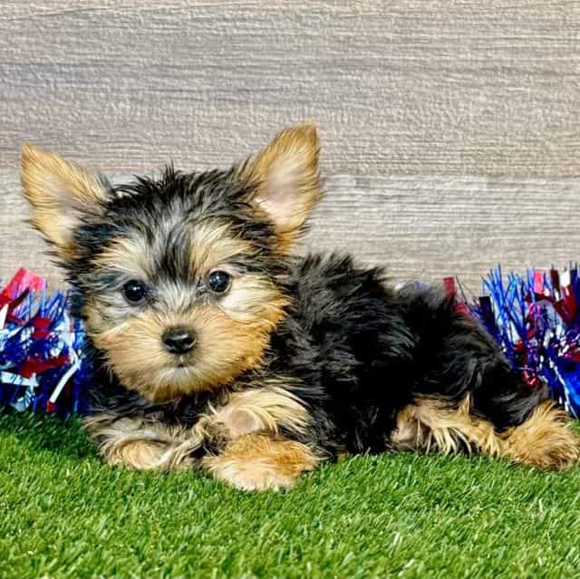 Ross - Yorkshire Terrier Male