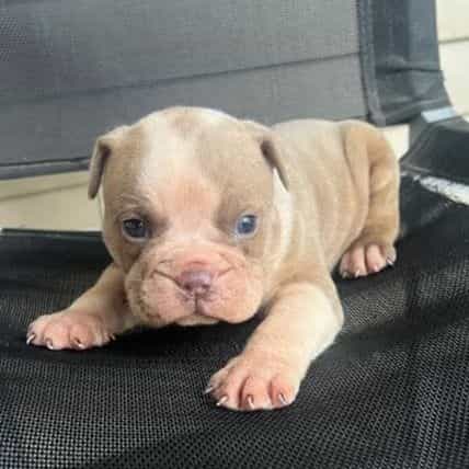 Big Bo  - American Bully Male