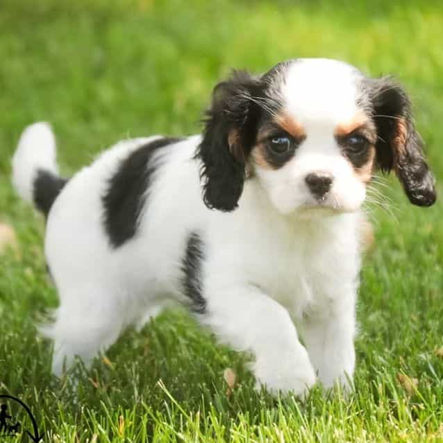 Dottie - Cavalier King Charles Spaniel Female