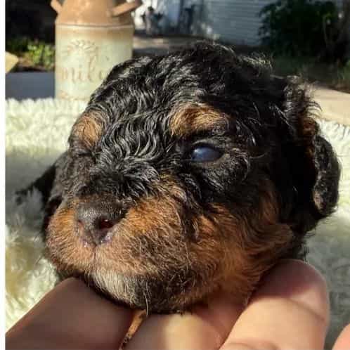 Star - Standard Poodle Female