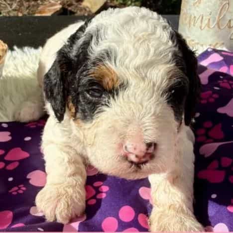 Liberty - Standard Poodle Female