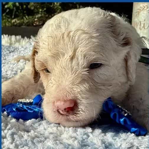 Blaze - Standard Poodle Male