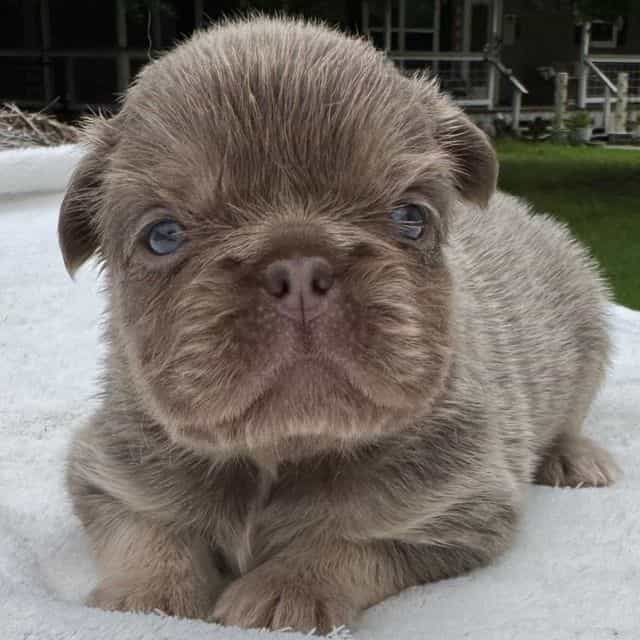 Bubbles - French Bulldog Female