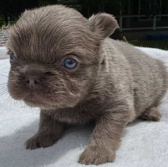 Rocky  - French Bulldog Male
