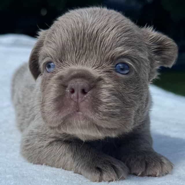 Pearl - French Bulldog Female