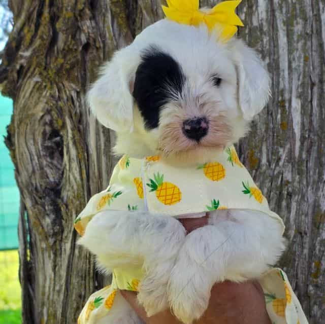 Marina-mini - Portidoodle Female