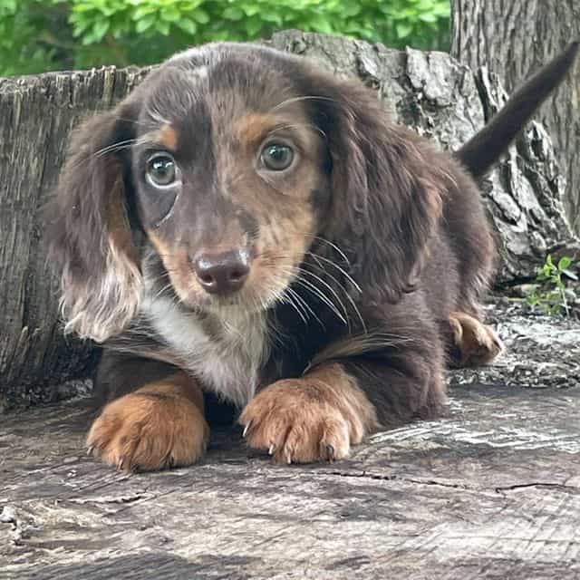 Armani - Dachshund Male