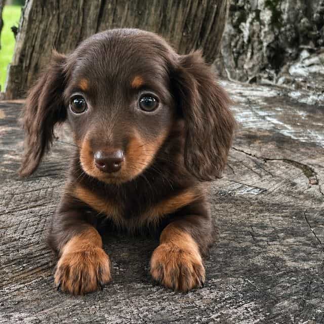 Fendi  - Dachshund Female