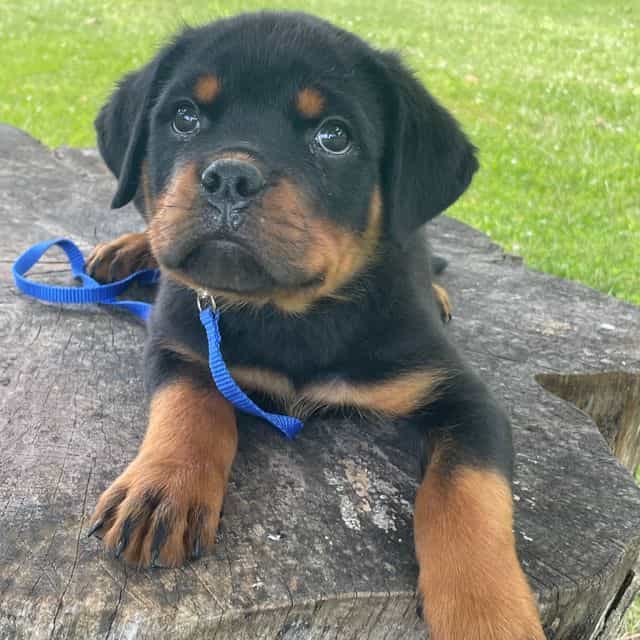 Blue Collar Mal - Rottweiler Male