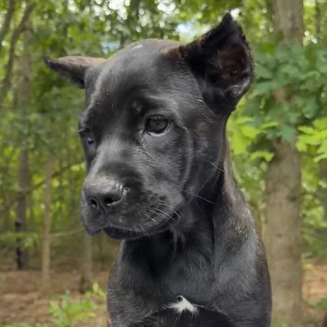 Gale Weathers - Cane Corso Female