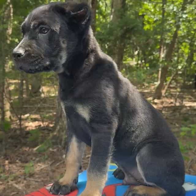 Dewey Riley - Cane Corso Male