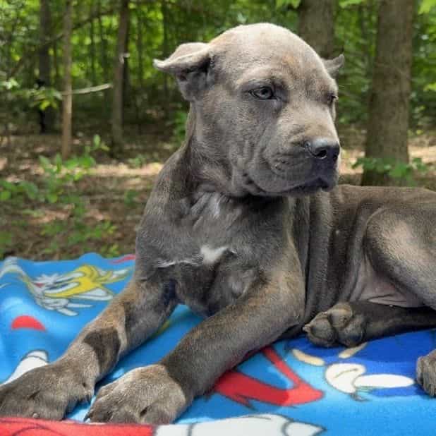 Stu Macher - Cane Corso Male
