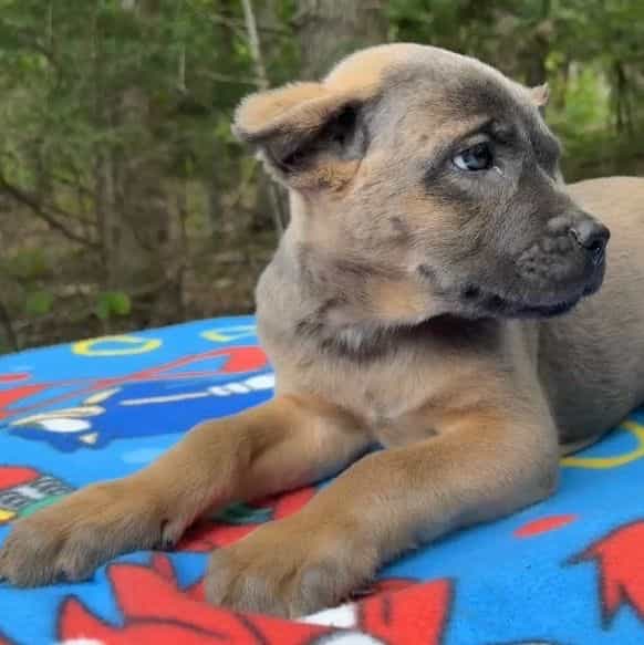 Billy Loomis - Cane Corso Male