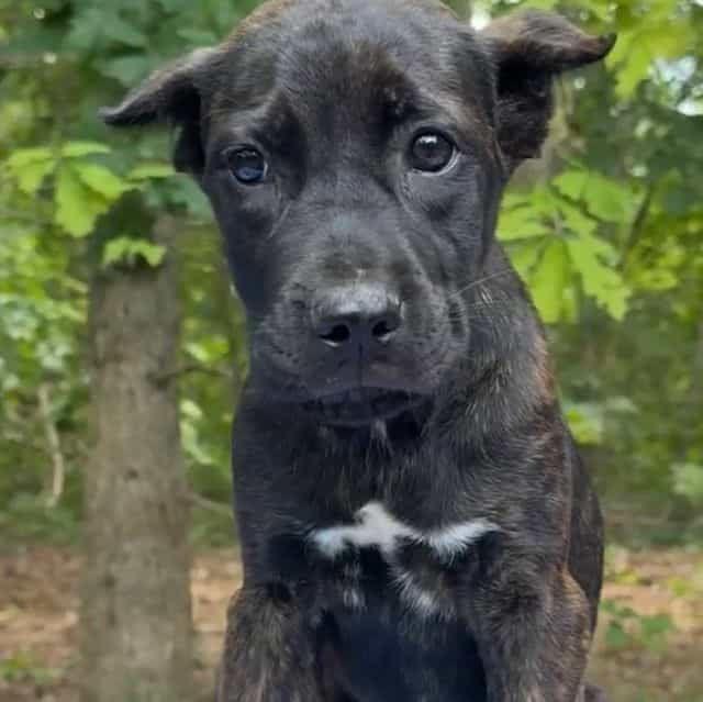 Tatum Riley - Cane Corso Female