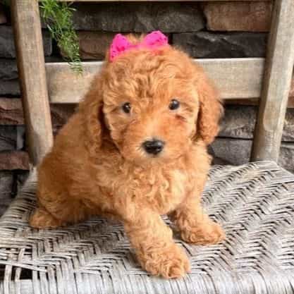 Jacy - Toy Poodle Female