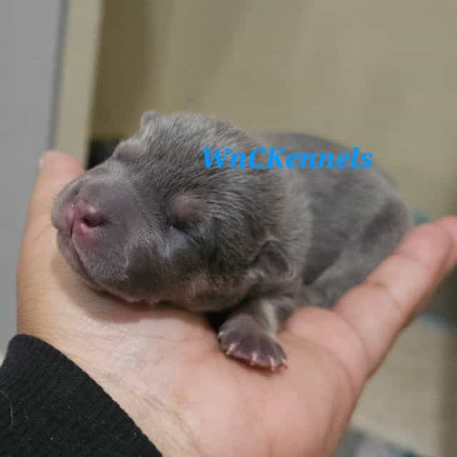 Linguine - Chinese Shar-Pei Male