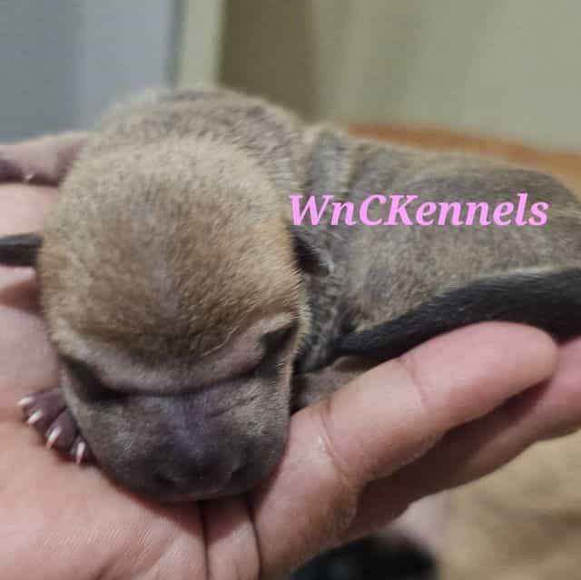 Spaghetti - Chinese Shar-Pei Female