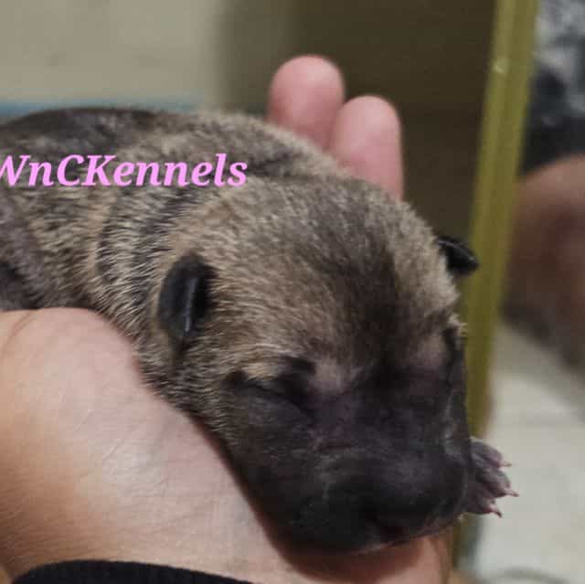 Tortellini - Chinese Shar-Pei Female