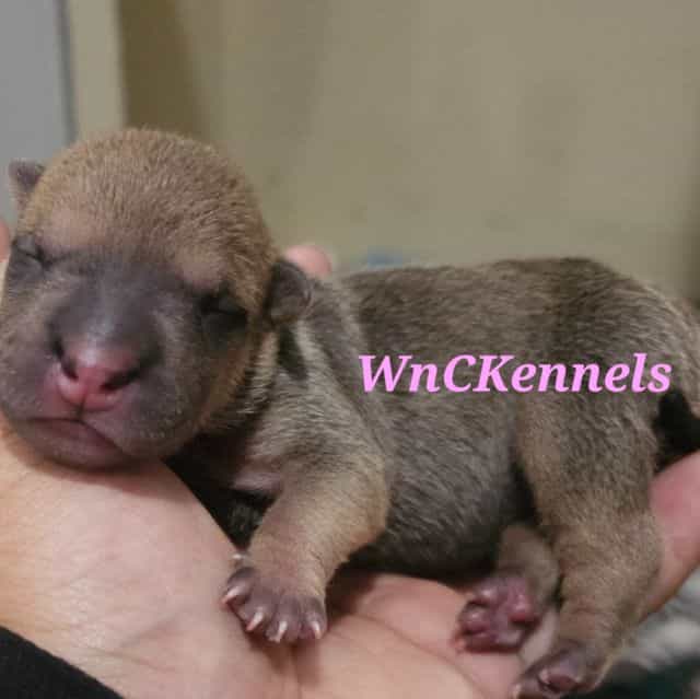 Ravioli - Chinese Shar-Pei Female