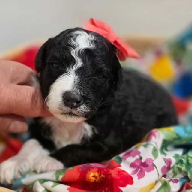 Majic- mini - Sheepadoodle Female