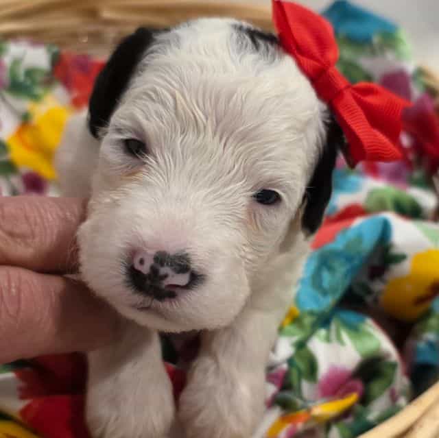 Opal-mini - Sheepadoodle Female