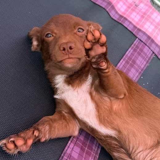 Buster - Chihuahua Male