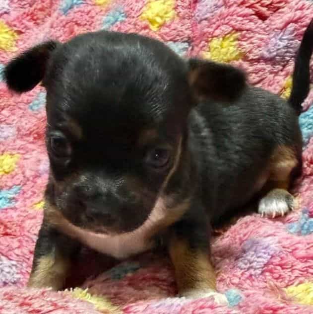 Millie - Chihuahua Female