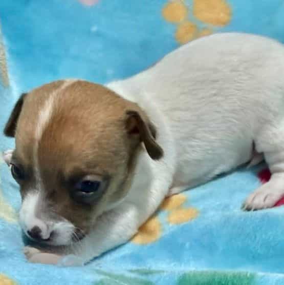 Milo - Chihuahua Male