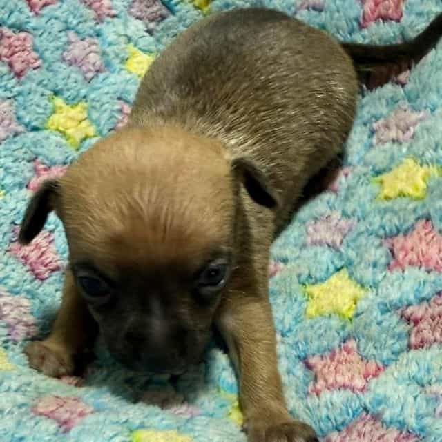 Marshall - Chihuahua Male