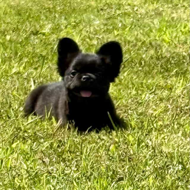 Sandy - French Bulldog Female