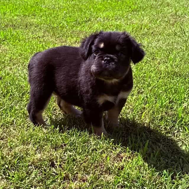 Rizzo  - French Bulldog Female